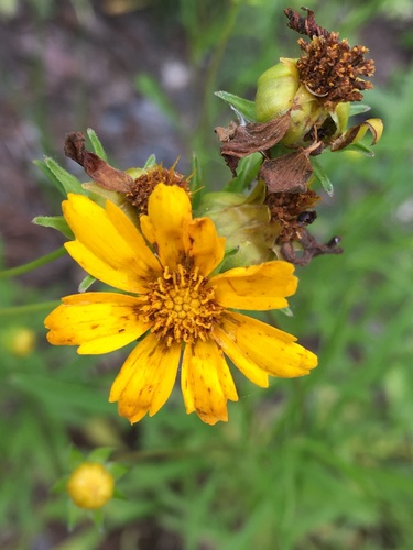 Coreopsis grandiflora