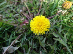 Taraxacum trilobatum