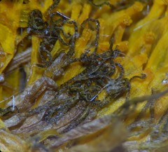 Taraxacum trilobatum