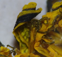Taraxacum trilobatum