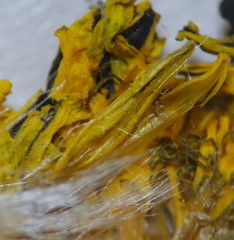 Taraxacum trilobatum