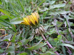 Taraxacum trilobatum