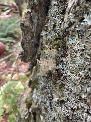 Sphaerophorus globosus