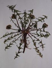 Taraxacum trilobatum