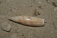 Terebellum terebellum