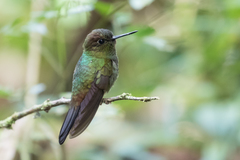 Haplophaedia aureliae