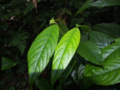 Palicourea suerrensis