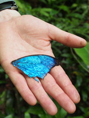 Morpho menelaus amathonte