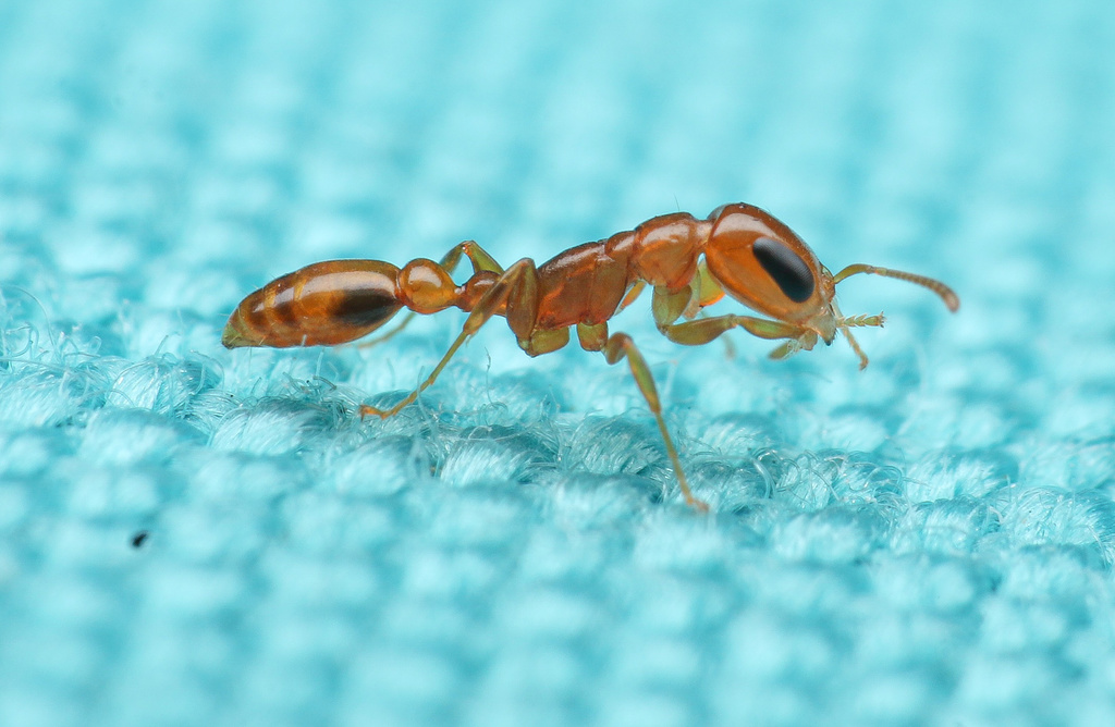 Pallidus-group Twig Ants