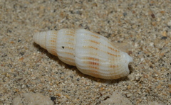 Vexillum exasperatum