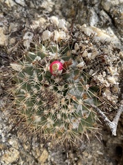 Mammillaria petrophila