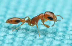 Pseudomyrmex simplex