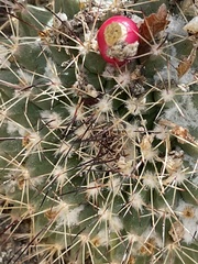 Mammillaria petrophila