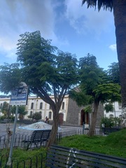 Radermachera sinica