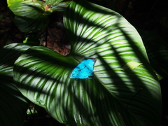 Morpho menelaus amathonte