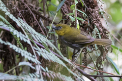 Chlorospingus flavigularis