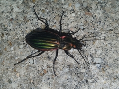 Carabus lineatus lateralis