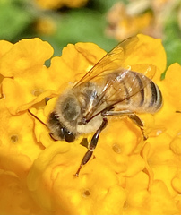 Apis mellifera