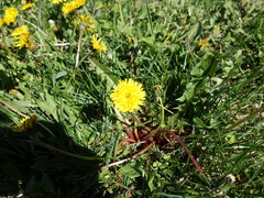 Taraxacum dilatatum