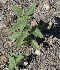 Helianthus exilis