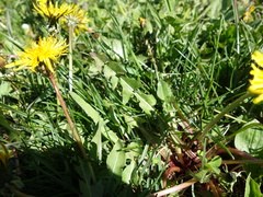 Taraxacum dilatatum