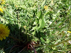 Taraxacum dilatatum
