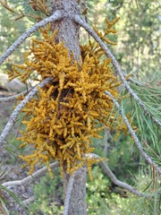 Arceuthobium americanum