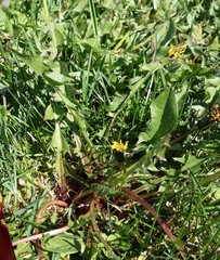 Taraxacum dilatatum
