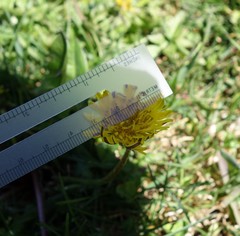 Taraxacum dilatatum