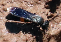 Stizoides renicinctus