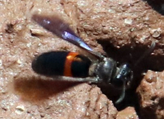 Stizoides renicinctus