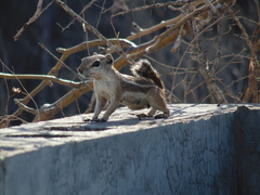 Ammospermophilus leucurus