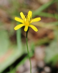 Pyrrocoma apargioides