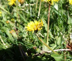 Taraxacum dilatatum