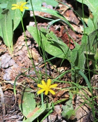 Pyrrocoma apargioides