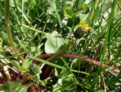 Taraxacum dilatatum
