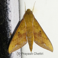 Rhagastis olivacea