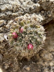 Mammillaria petrophila