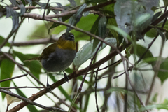 Chlorospingus flavigularis