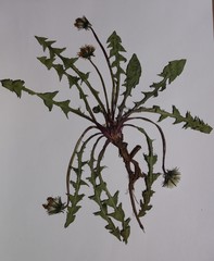 Taraxacum dilatatum