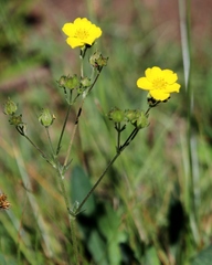 Drymocallis lactea austiniae