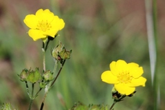 Drymocallis lactea austiniae