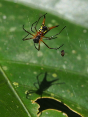 Micrathena brevipes