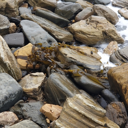 photo of Giant Kelp (Macrocystis pyrifera)