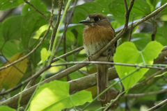 Malacoptila mystacalis