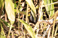 Pardirallus nigricans