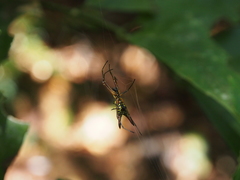 Micrathena brevipes