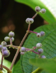 Miconia dorsiloba