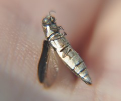 Agrilus rubrovittatus