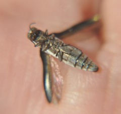 Agrilus rubrovittatus